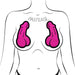 Illustration of neon pink novelty nipple pasties shaped like penises on a stylized female chest outline.