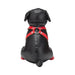 Black leather dog mannequin wearing a red harness and matching red boots on back paws, shown from the rear.