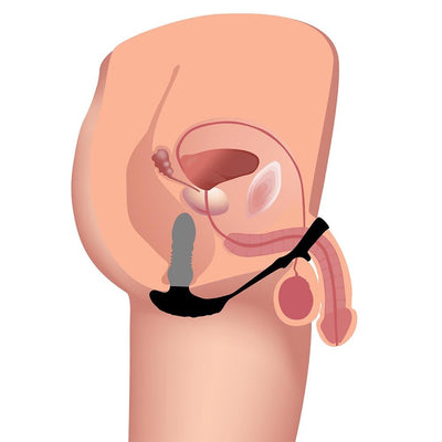 Diagram showing internal placement of a black thrusting vibrator with cock and ball ring on male anatomy.