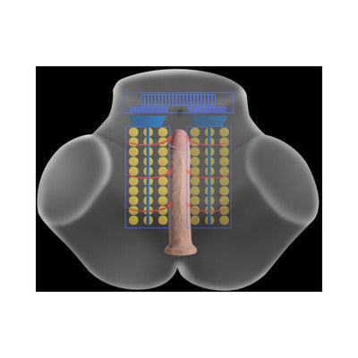 Diagram showing internal vibrating and squeezing mechanism of a dual-tunnel masturbator with realistic texture and remote control features.